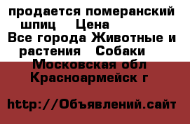 продается померанский шпиц  › Цена ­ 35 000 - Все города Животные и растения » Собаки   . Московская обл.,Красноармейск г.